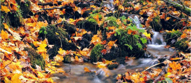 A waterfall and stream framed by trees